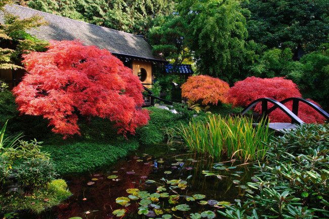 Обои картинки фото Японский, сад, ванкувер, канада, природа, парк, клен, пруд, мост, кувшинки, деревья