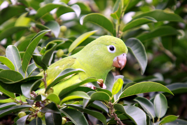 Обои картинки фото животные, попугаи, зеленый, листья