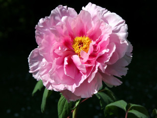 Картинка цветы пионы розовый пеон