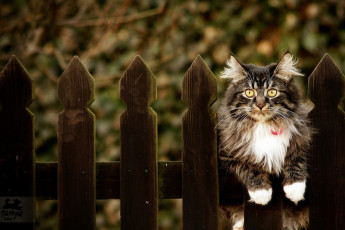 Картинка животные коты кошка забор