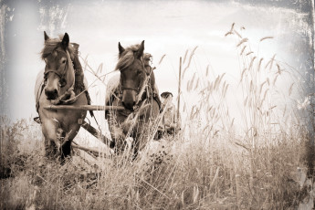 Картинка животные лошади поле повозка кони стиль фон