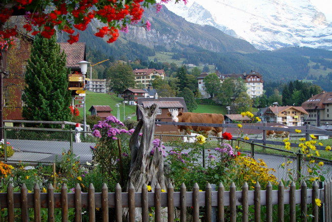 Обои картинки фото швейцария, берн, города, цветы, дома, фонари, коровы