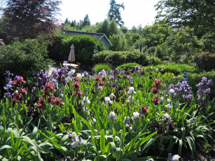 Картинка лас вегас blueberry hill природа парк сад ирисы кусты