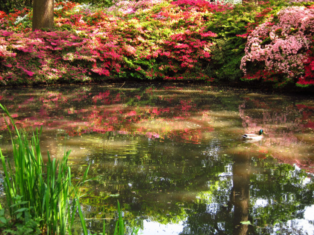 Обои картинки фото azalea, garden, richmond, england, природа, парк, азалия, водоем