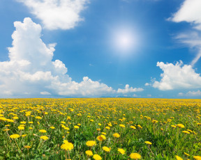 Картинка природа поля облака небо одуванчики поле