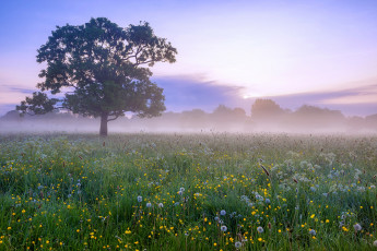 Картинка природа луга рассвет утро туман дерево одуванчики цветы поле лето
