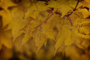Картинка природа листья осенние ветка желтые