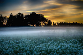 Картинка природа луга туман