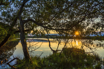 Картинка природа восходы закаты солнце ветки озеро