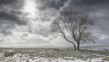 Картинка природа деревья дерево тучи поле снег