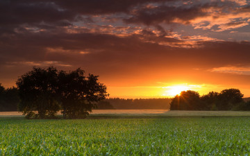 Картинка природа восходы закаты пейзаж дерево поле