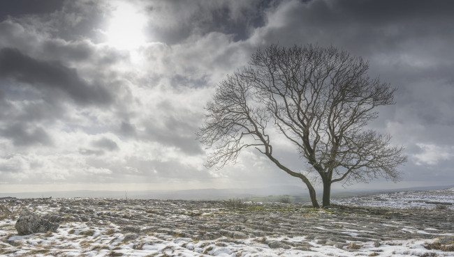 Обои картинки фото природа, деревья, дерево, тучи, поле, снег