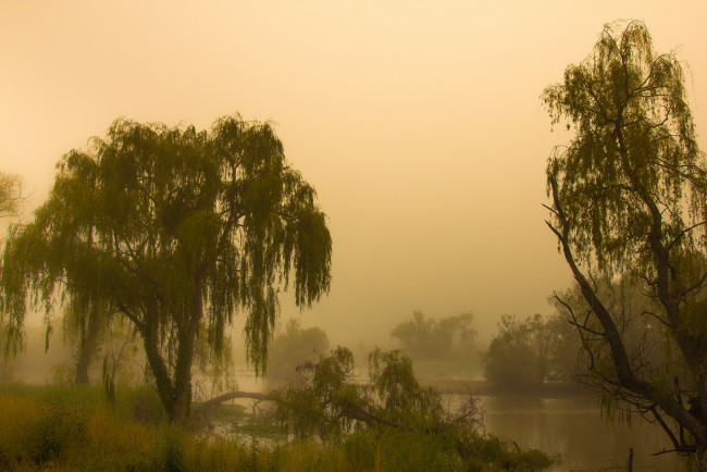 Обои картинки фото природа, деревья, туман, утро, jerrabomberra, водно-болотные, угодья, австралия, канберра