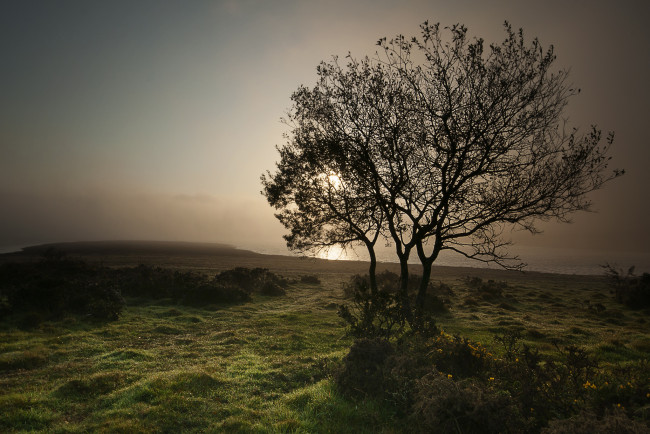 Обои картинки фото природа, деревья, утро, дерево, туман, пляж, озеро