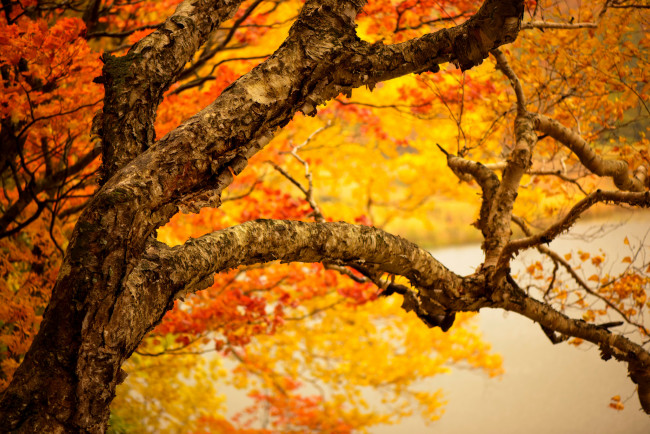 Обои картинки фото природа, деревья, ветки, листья, желтые, осень, ствол, дерево