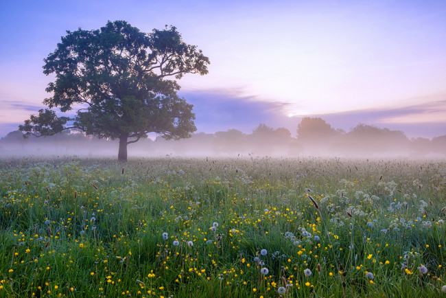 Обои картинки фото природа, луга, рассвет, утро, туман, дерево, одуванчики, цветы, поле, лето
