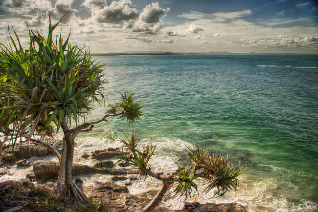 Обои картинки фото природа, побережье, пляж, австралия, пальмы, море
