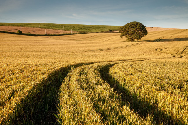 Обои картинки фото природа, поля, дерево, поле, пшеница