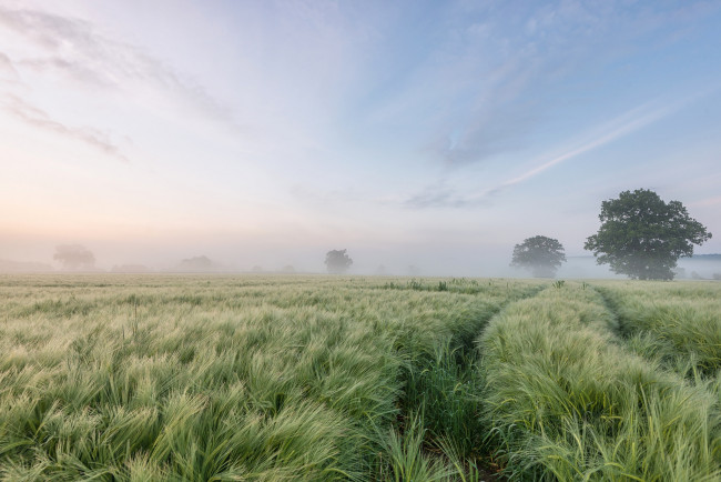 Обои картинки фото природа, поля, туман, ячмень, утро, деревья, поле
