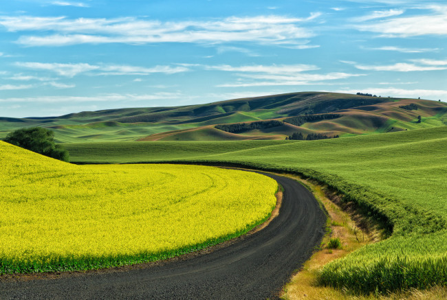 Обои картинки фото природа, дороги, пшеница, поля, сша, palouse, проселочная, дорога, посевы, юго-восточный, вашингтон, рапс