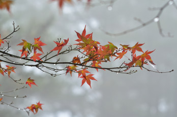 Картинка природа макро ветка листья осень капли пасмурно