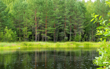 Картинка природа реки озера россия ленинградская область лес озеро деревья трава зелень