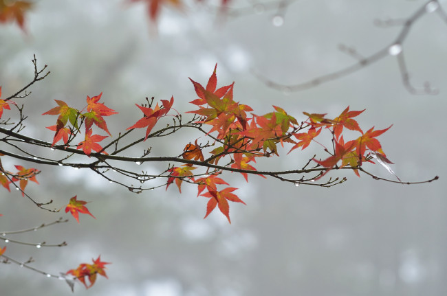 Обои картинки фото природа, макро, ветка, листья, осень, капли, пасмурно