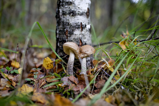 Обои картинки фото природа, грибы, подберёзовик, лес, осень