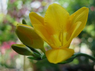 Картинка цветы цветок бутоны желтый макро