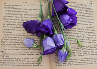 обоя цветы, эустома, книга, синяя