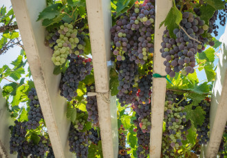 Картинка природа Ягоды +виноград grapes leaves виноградник листва грозди виноград the vineyard