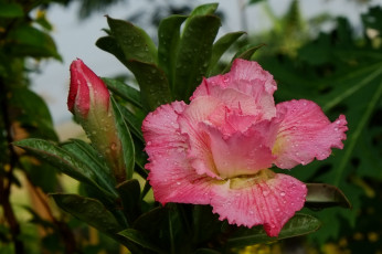 Картинка цветы адениум +мандевилла капли розовый листья цветок бутон