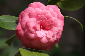 Картинка цветы камелии бутон розовая лепестки листья цветение нежность камелия