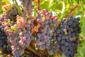 Картинка природа Ягоды +виноград грозди виноград виноградник листья