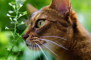 Картинка животные коты природа животное порода кошка