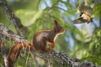 Картинка животные разные+вместе птица ветка рыжая встреча лес белка дерево боке