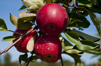обоя природа, плоды, яблоки, листья, ветка