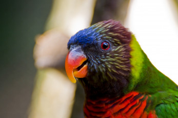 Картинка животные попугаи забавный птица цвет перья попугай
