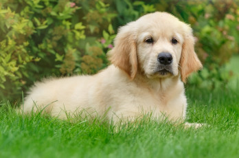 Картинка животные собаки трава щенок ретривер