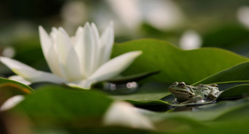 Картинка животные лягушки лягушка цветы водяные лилии вода листья