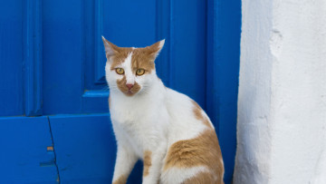 Картинка животные коты дверь