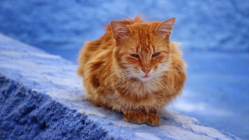 Картинка животные коты рыжий цвет