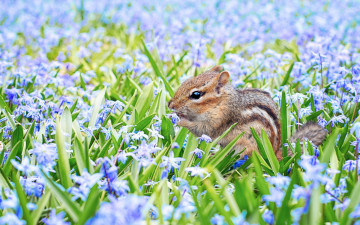 Картинка животные бурундуки полянка весна бурундук грызун животное зверёк цветы