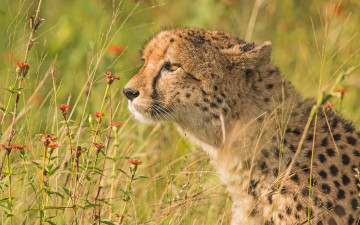 Картинка животные гепарды профиль цветы портрет дикая кошка гепард трава