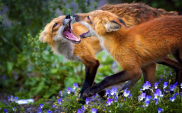 Картинка животные лисы водоём природа пара водопой