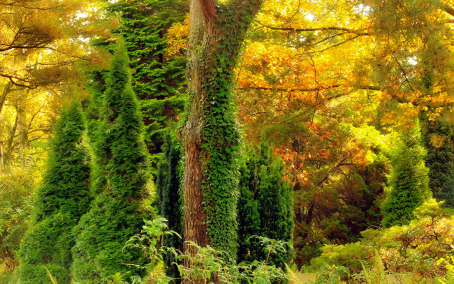 Обои картинки фото природа, лес, плющ, цвет, деревья, листья, заросли, осень
