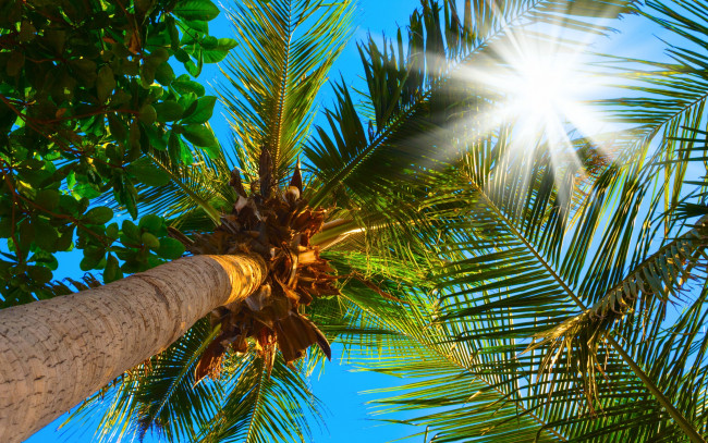 Обои картинки фото природа, тропики, пальмы, солнце, небо, верхушки, ветки, листья