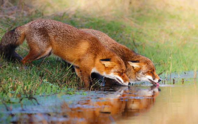 Обои картинки фото животные, лисы, природа, водопой, водоём, пара