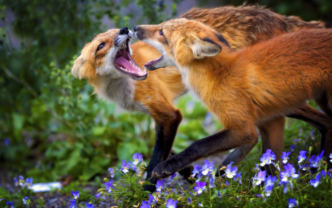 Обои картинки фото животные, лисы, водоём, природа, пара, водопой