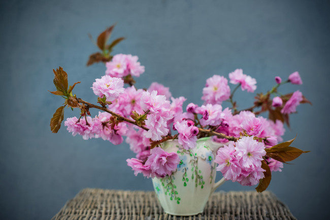 Обои картинки фото цветы, сакура,  вишня, ветки, ваза, букет